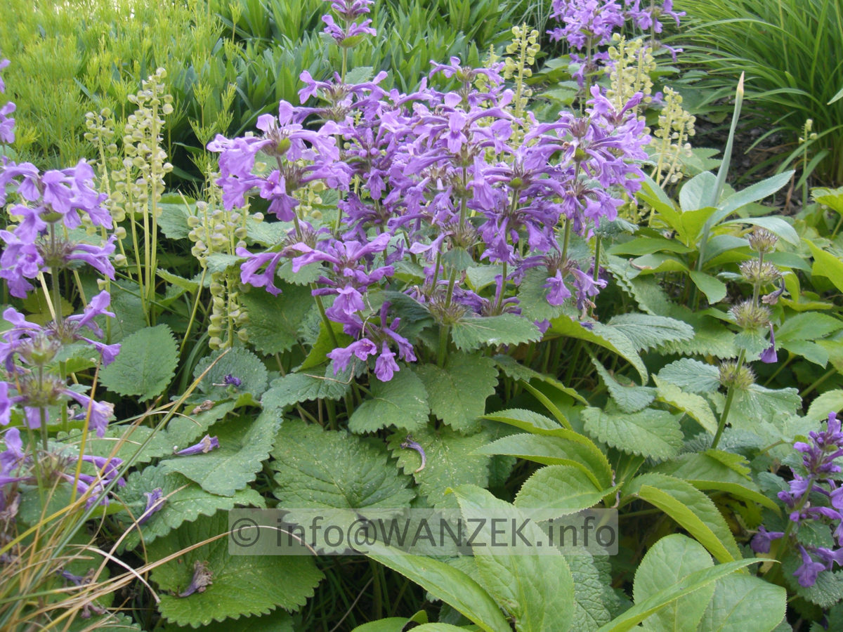 Stachys grandiflora Superba 02.JPG